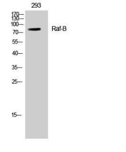 Western blot analysis of 293 cells using Anti-B-RAF Antibody