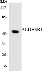 Western blot analysis of the lysates from RAW264.7 cells using Anti-ALDH3B1 Antibody