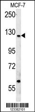 Anti-CUX1 Rabbit Polyclonal Antibody