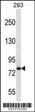 Anti-CDH19 Rabbit Polyclonal Antibody