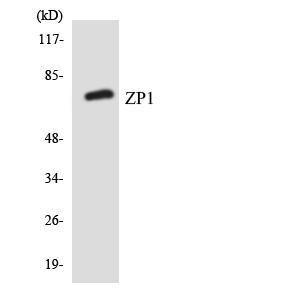 Western blot analysis of the lysates from HeLa cells using Anti-ZP1 Antibody