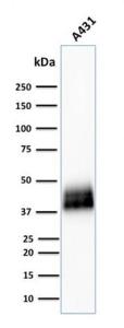 Western blot analysis of human A431 cell lysate using Anti-TROP2 Antibody [TACSTD2/2151]