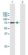 Anti-PPEF1 Mouse Polyclonal Antibody