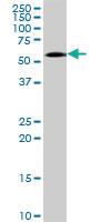 Anti-ATE1 Mouse Polyclonal Antibody