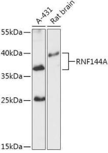 Western blot analysis of extracts of various cell lines, using Anti-RNF144A Antibody (A305748) at 1:1,000 dilution The secondary antibody was Goat Anti-Rabbit IgG H&L Antibody (HRP) at 1:10,000 dilution Lysates/proteins were present at 25 µg per lane