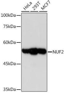 Antibody A307301-100 100 µl