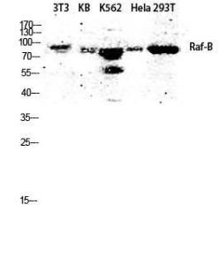 Western blot analysis of 3T3 KB K562 Hela 293T lysis using Anti-B-RAF Antibody