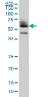 Anti-ZNF345 Mouse Monoclonal Antibody [clone: 6G10]