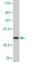 Anti-CHST12 Mouse Monoclonal Antibody [clone: 3D6]