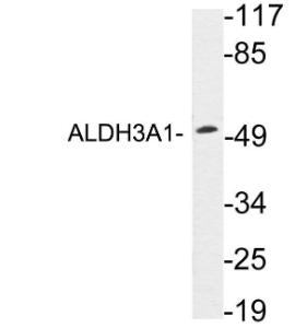 Western blot analysis of lysates from A549 cells using Anti-ALDH3A1 Antibody