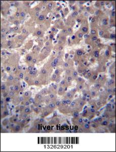 Anti-GGT7 Rabbit Polyclonal Antibody (HRP (Horseradish Peroxidase))