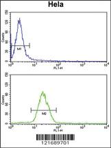 Anti-KLF1 Rabbit Polyclonal Antibody