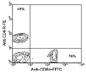 Anti-CD8A Rat Monoclonal Antibody (Cy5®) [clone: 53-6.7]