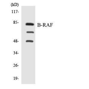 Western blot analysis of the lysates from RAW264.7 cells using Anti-B-RAF Antibody