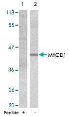 Anti-MYOD Rabbit Polyclonal Antibody