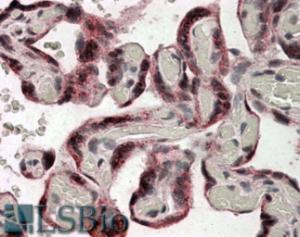 EB08984 (3.8 µg/ml) staining of paraffin embedded Human Placenta. Steamed antigen retrieval with citrate buffer pH 6, AP-staining.