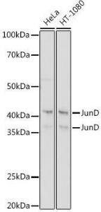 Western blot analysis of extracts of various cell lines, using Anti-JunD Antibody [ARC1409] (A307304) at 1:1,000 dilution