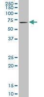 Anti-KLF11 Mouse Monoclonal Antibody [clone: 10D8]