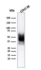 Western blot analysis of COLO-38 cell lysate using Anti-SOX10 Antibody [SOX10/1074]