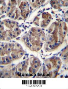 Anti-EIF3A Rabbit Polyclonal Antibody