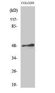 Western blot analysis of various cells using Anti-AP-2 Antibody