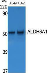 Western blot analysis of extracts from A549, K562 cells using Anti-ALDH3A1 Antibody