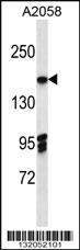 Anti-EIF3A Rabbit Polyclonal Antibody