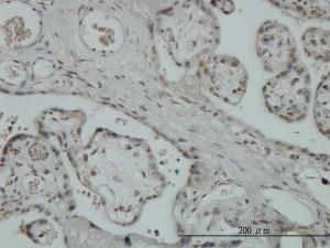 Anti-ZNF345 Mouse Monoclonal Antibody [clone: 6G10]