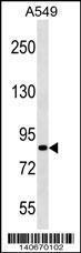 Anti-PASD1 Rabbit Polyclonal Antibody (HRP (Horseradish Peroxidase))