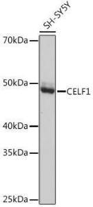 Anti-CUG-BP1 antibody