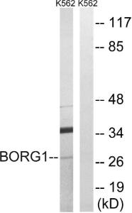 Anti-CDC42EP2 Rabbit Polyclonal Antibody