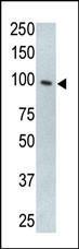 Anti-TLR5 Rabbit Polyclonal Antibody (Biotin)