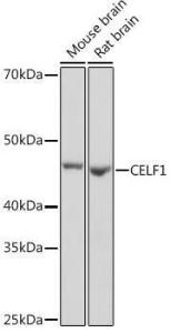 Anti-CUG-BP1 antibody