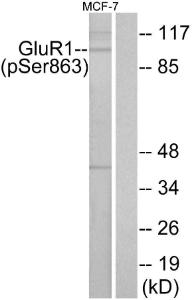 Anti-GluR1