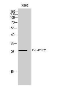 Anti-CDC42EP2 Rabbit Polyclonal Antibody