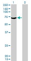 Anti-MYLK2 Mouse Monoclonal Antibody [clone: 2G1]