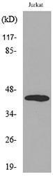 Western blot analysis of lysate from Jurkat cells using Anti-BMP8A Antibody