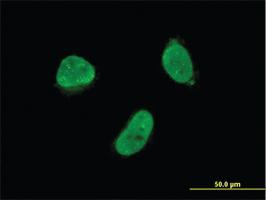 Anti-ZNF7 Mouse Monoclonal Antibody [clone: 6F2]