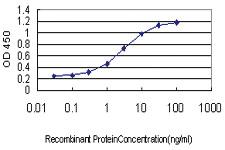 Anti-ZNF345 Mouse Monoclonal Antibody [clone: 6G10]