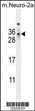 Anti-MAF1 Rabbit Polyclonal Antibody (FITC (Fluorescein Isothiocyanate))