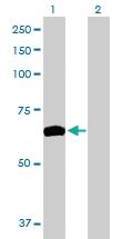 Anti-ZNF10 Mouse Polyclonal Antibody