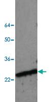 Anti-PHB Rabbit Polyclonal Antibody