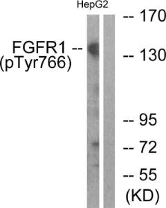 Antibody anti-FGFR1 phospho TYR766 100 µg