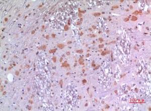 Immunohistochemical analysis of paraffin-embedded rat brain using Anti-BMP8A Antibody