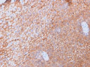 Immunohistochemical analysis of formalin-fixed, paraffin-embedded human spleen using Anti-CD40L Antibody [CD40LG/2761]