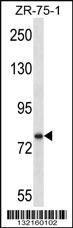 Anti-SIM1 Rabbit Polyclonal Antibody