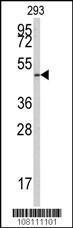 Anti-E2F1 Rabbit Polyclonal Antibody (APC (Allophycocyanin))