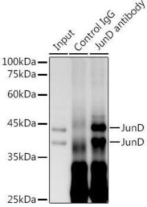 Immunoprecipitation analysis of 300 µg extracts of HeLa cells using 3 µg of Anti-JunD Antibody [ARC1409] (A307304). This Western blot was performed on the immunoprecipitate using Anti-JunD Antibody [ARC1409] (A307304) at a dilution of 1:1000