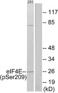 Western blot analysis of lysates from 293 cells treated with Anisomycin 25ug/ml 30' using Anti-eIF4E (phospho Ser209) Antibody. The right hand lane represents a negative control, where the antibody is blocked by the immunising peptide