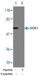 Anti-DOK1 Rabbit Polyclonal Antibody